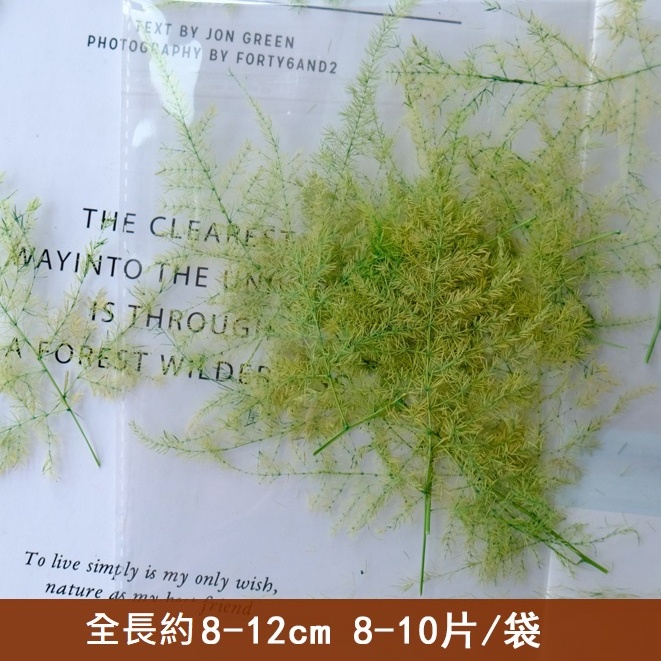 ❰原色❱ 永生文竹葉（1份）,🦊~賣場商品眾多，歡迎參觀選購~🦊