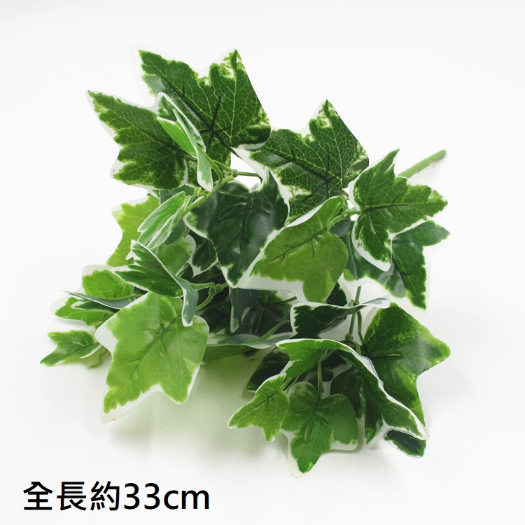 7叉白邊地瓜葉,🦊~賣場商品眾多，歡迎參觀選購~🦊