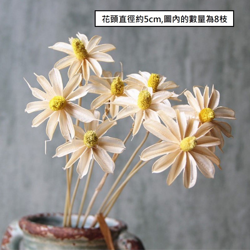 ❰白❱小雛菊3朵,本頁面僅花頭不帶桿
