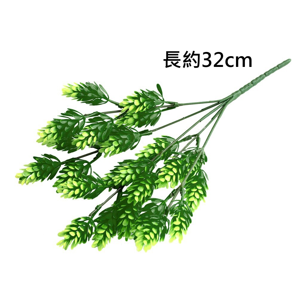 5叉羅漢草(綠),🦊~賣場商品眾多，歡迎參觀選購~🦊