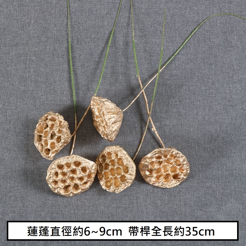 (金漆)蓮蓬(1枝),🦊~賣場商品眾多，歡迎參觀選購~🦊