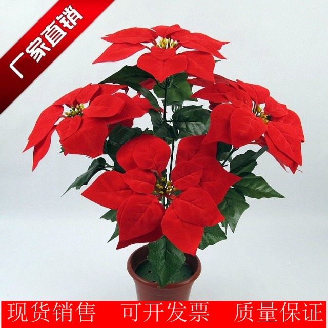 單束：7頭21葉一品紅,🦊~賣場商品眾多，歡迎參觀選購~🦊