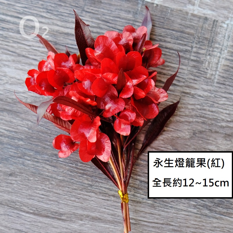 ❰紅色❱ 永生蝴蝶花（1份）,🦊~賣場商品眾多，歡迎參觀選購~🦊