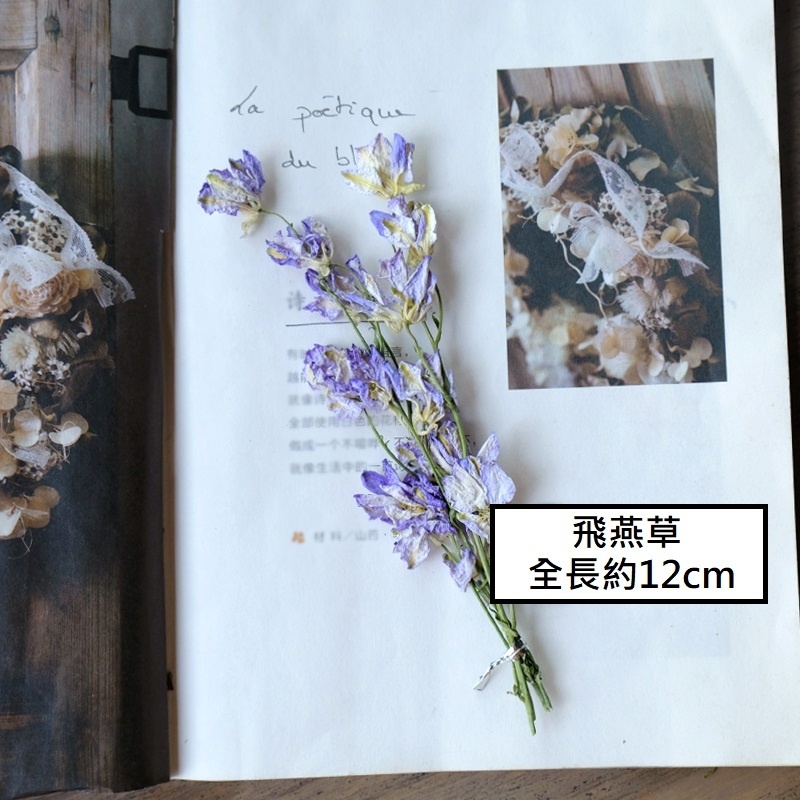 ❰藍色❱飛燕草/飛燕花(1份),🦊~賣場商品眾多，歡迎參觀選購~🦊