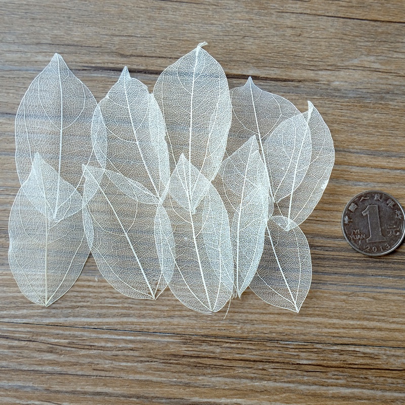 葉脈片5-7cm(10片),🦊~賣場商品眾多，歡迎參觀選購~🦊
