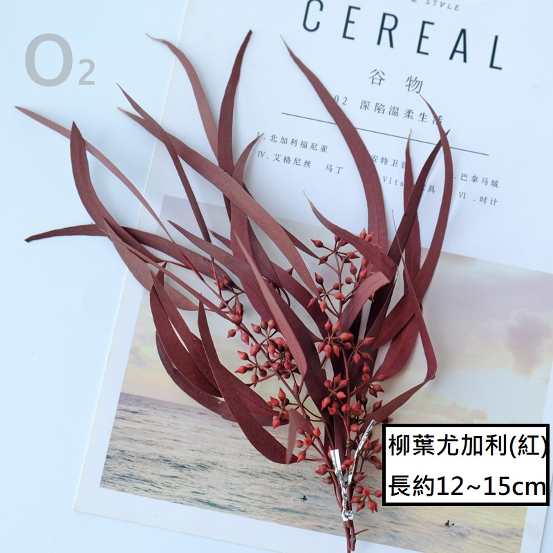 ❰紅色❱ 永生柳葉尤加利（1份）,🦊~賣場商品眾多，歡迎參觀選購~🦊