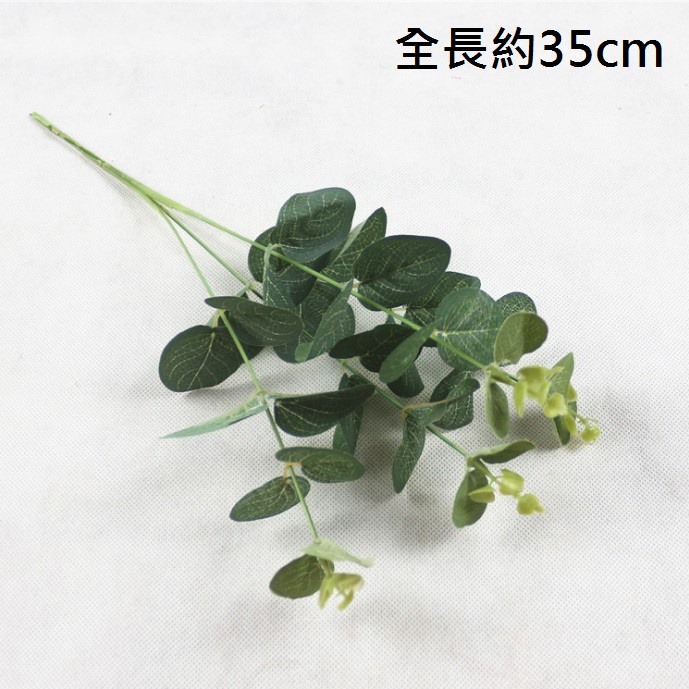 4叉絹葉小尤加利,🦊~賣場商品眾多，歡迎參觀選購~🦊