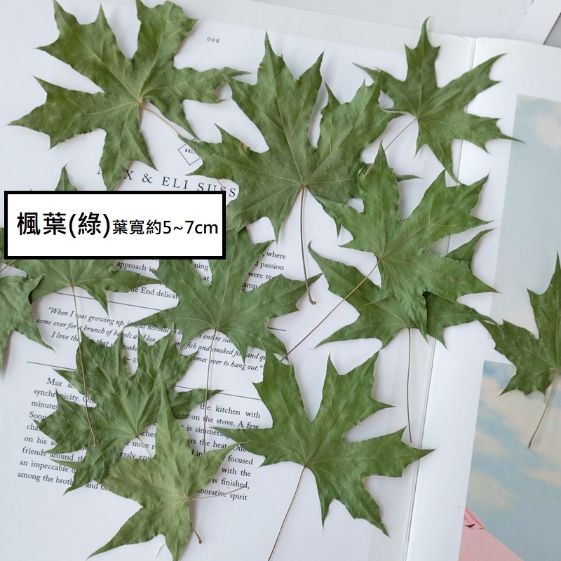 ❰綠色❱楓葉(5片),🦊~賣場商品眾多，歡迎參觀選購~🦊