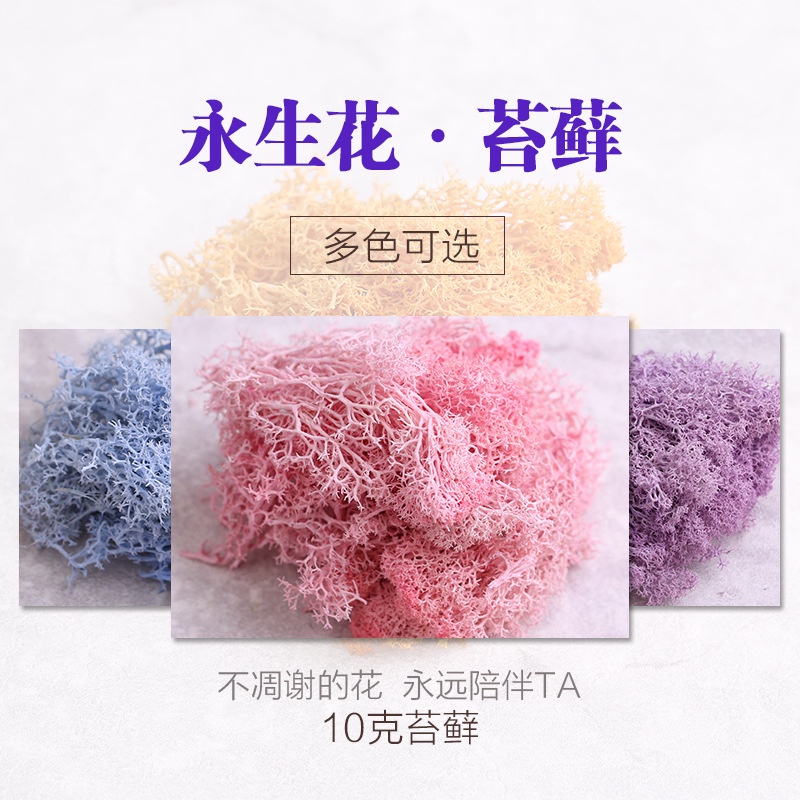 台灣現貨【永生苔蘚】永生苔癬蓬萊松多色可選 森系微景觀花環材料