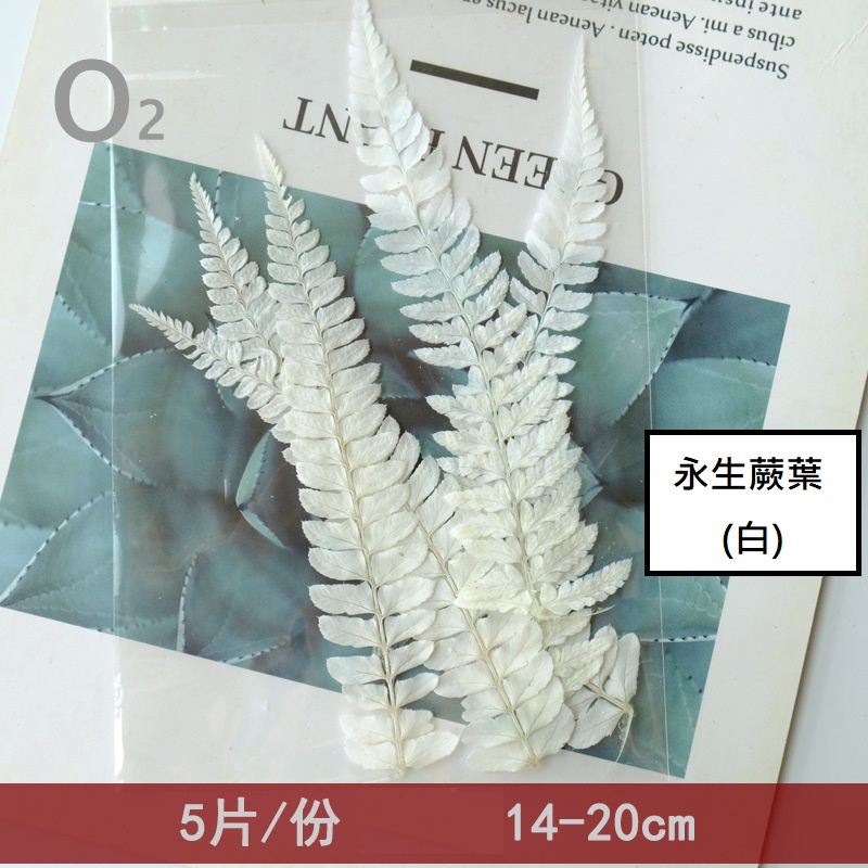 ❰白色❱ 永生小蕨葉（5片）,🦊~賣場商品眾多，歡迎參觀選購~🦊