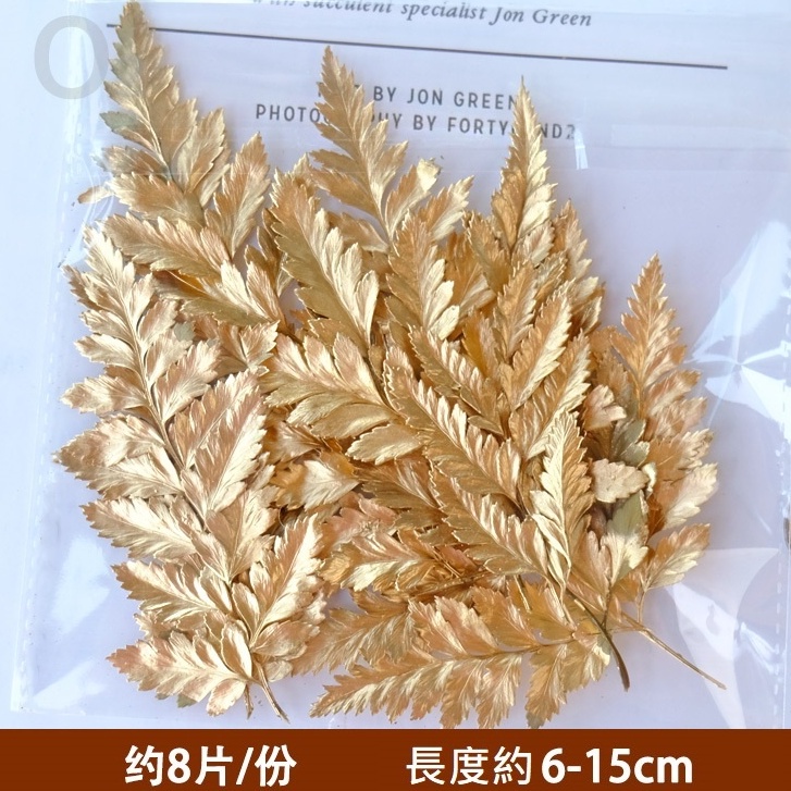 ❰金漆❱ 永生高山羊齒（1份）,🦊~賣場商品眾多，歡迎參觀選購~🦊
