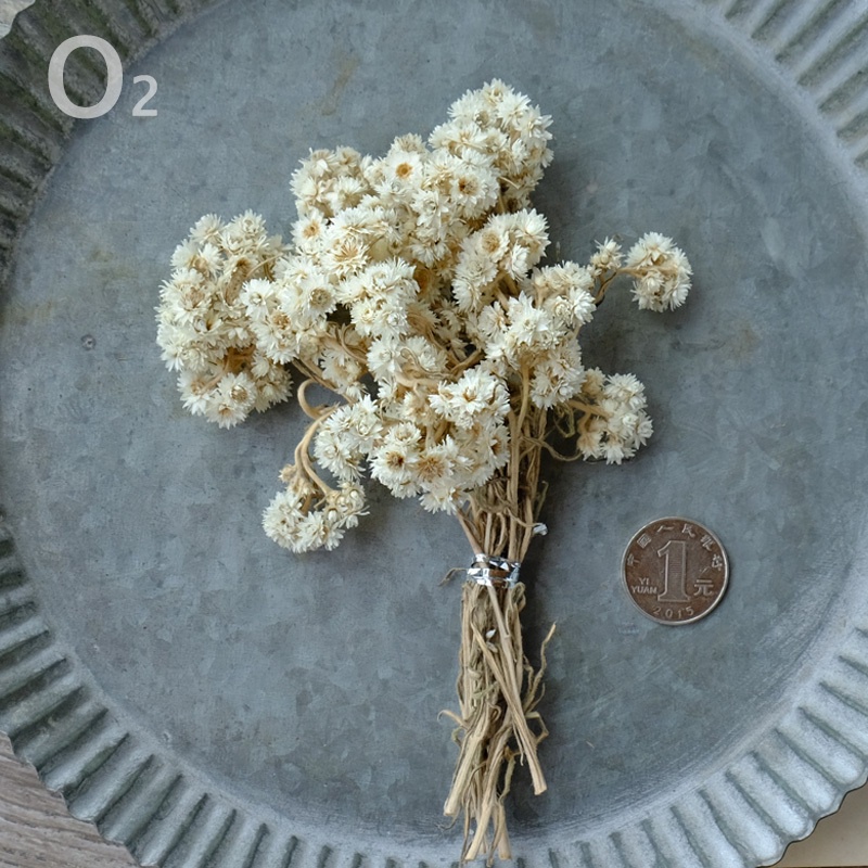 ❰白色❱奶酪菊(1份)