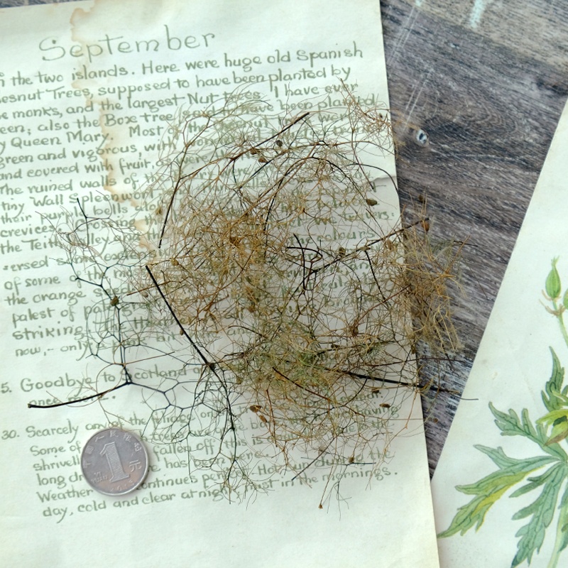 ❰杏色❱ 永生黃櫨（約1.5g）,🦊~賣場商品眾多，歡迎參觀選購~🦊
