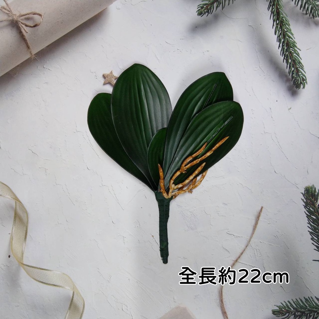 小蝴蝶蘭葉,🦊~賣場商品眾多，歡迎參觀選購~🦊