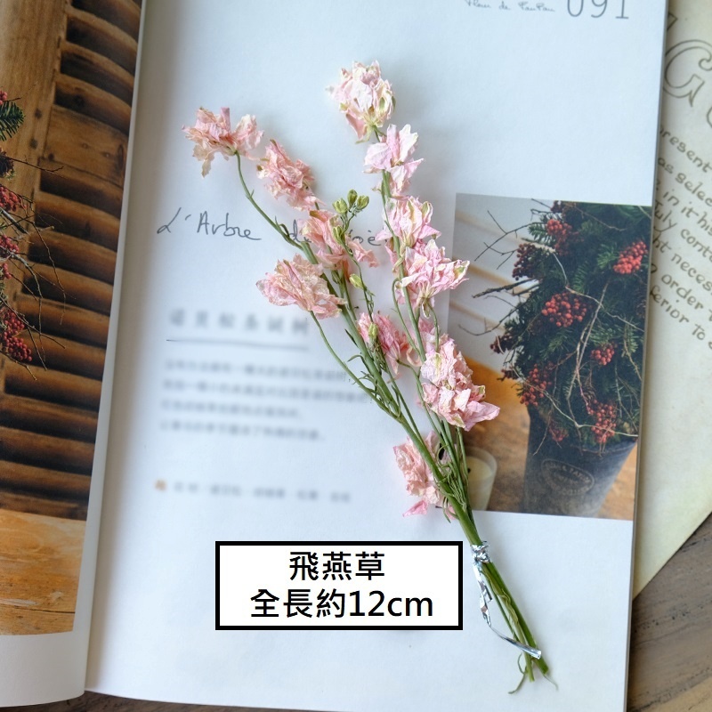 ❰粉色❱飛燕草/飛燕花(1份),🦊~賣場商品眾多，歡迎參觀選購~🦊