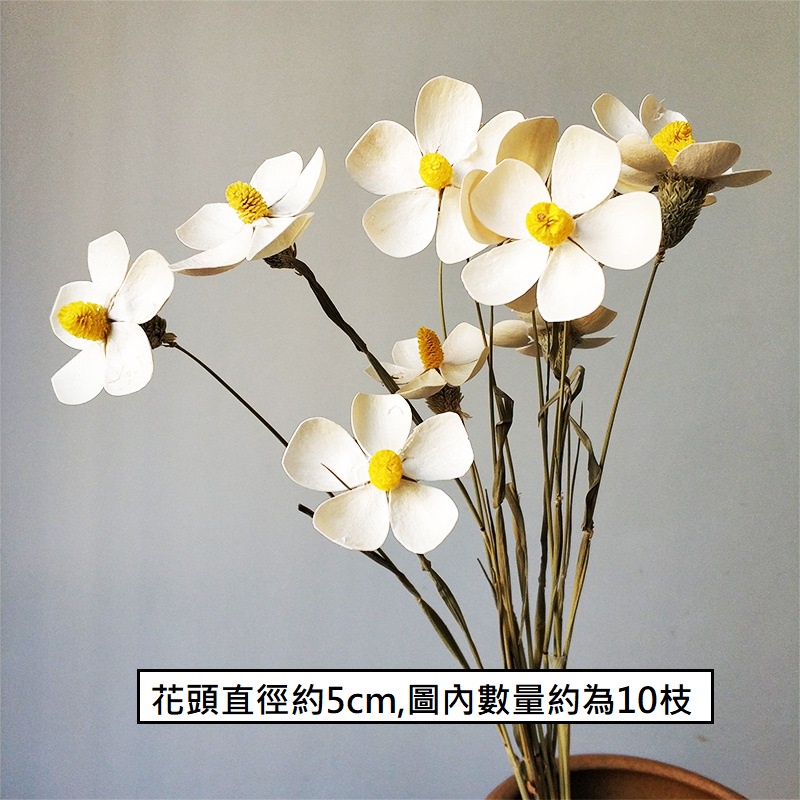 ❰白❱羅蘭花3朵,本頁面僅花頭不帶桿