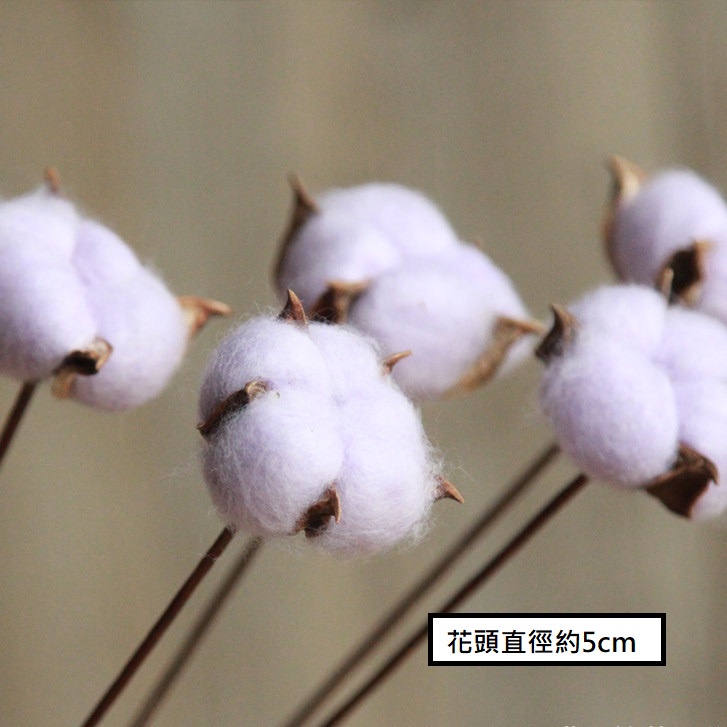 ❰紫❱棉花3朵,本頁面僅花頭不帶桿