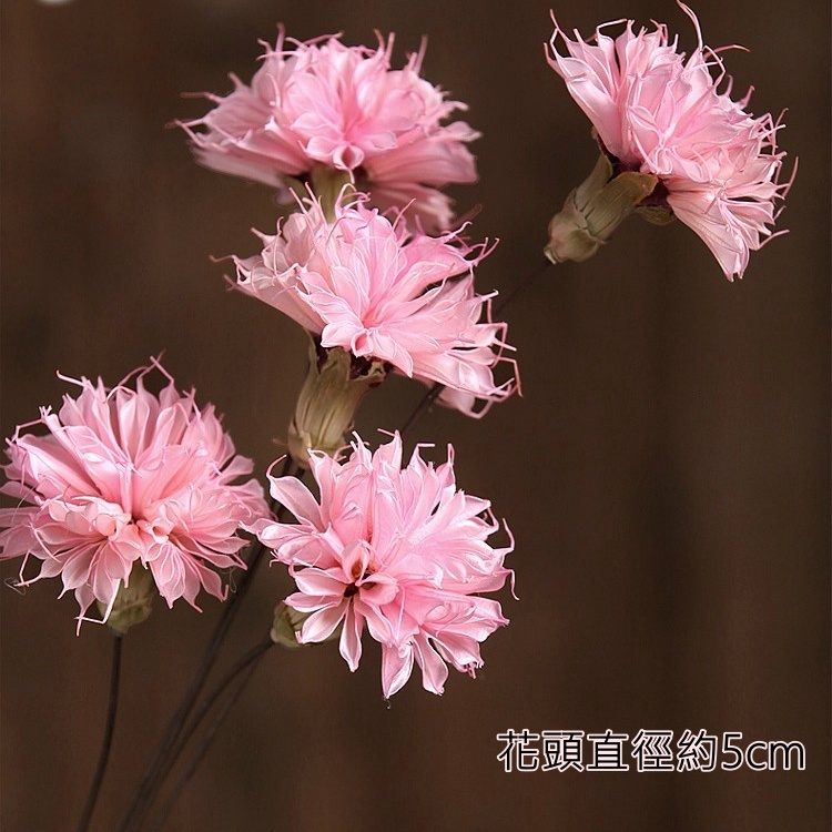 ❰粉❱康乃馨1朵,本頁面僅花頭不帶桿