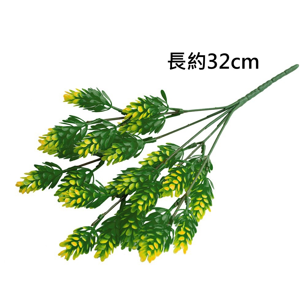 5叉羅漢草(黃綠),🦊~賣場商品眾多，歡迎參觀選購~🦊