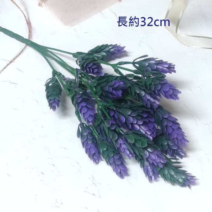 5叉羅漢草(紫藍),🦊~賣場商品眾多，歡迎參觀選購~🦊