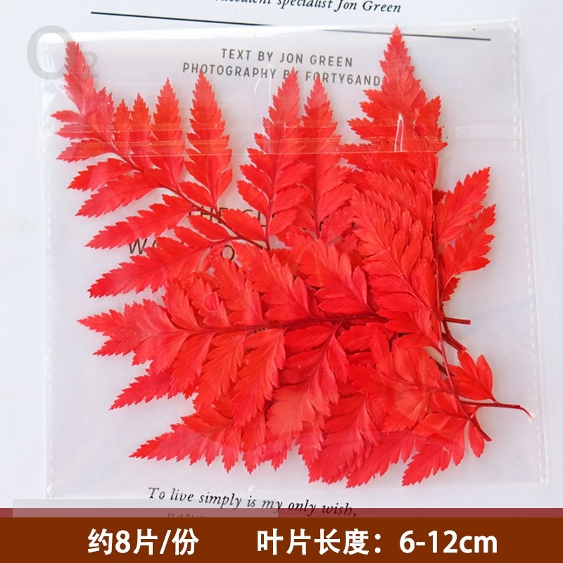 ❰紅色❱ 永生高山羊齒（1份）,🦊~賣場商品眾多，歡迎參觀選購~🦊
