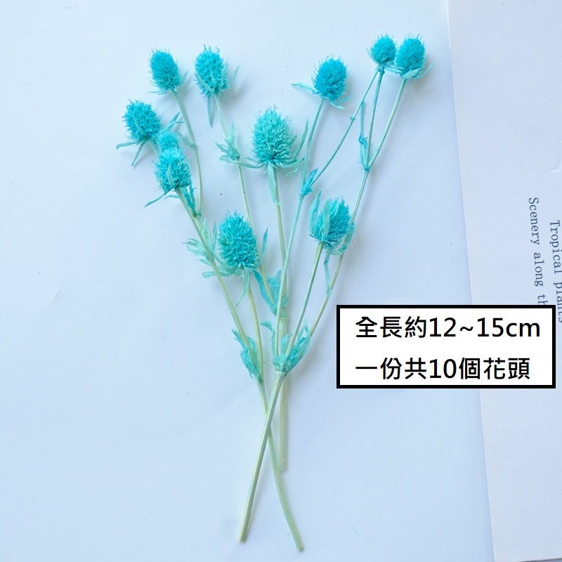 ❰湖藍❱永生刺芹(10個花頭),本頁面僅花頭不帶桿