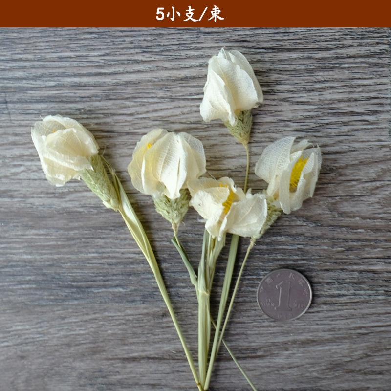 ❰白色❱ 永生燈籠果（1份）,🦊~賣場商品眾多，歡迎參觀選購~🦊