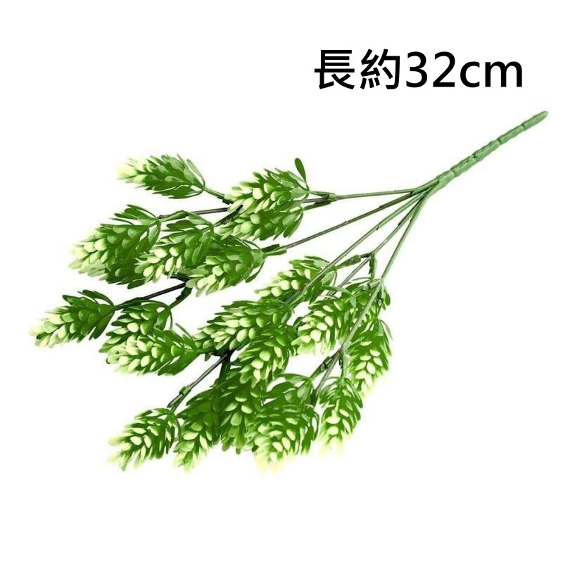 5叉羅漢草(白綠),🦊~賣場商品眾多，歡迎參觀選購~🦊