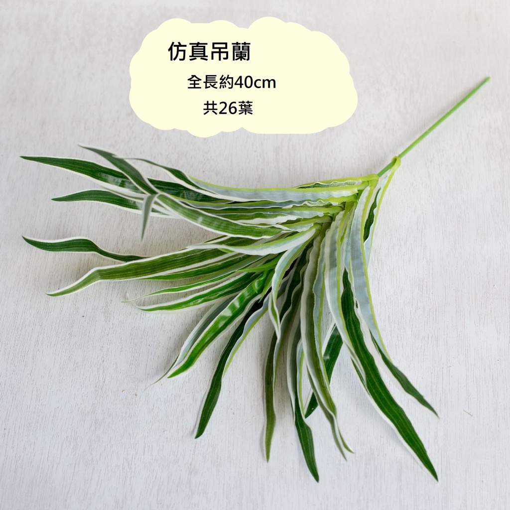 吊蘭(白綠),🦊~賣場商品眾多，歡迎參觀選購~🦊