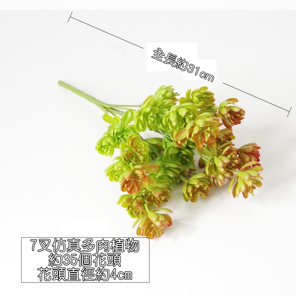7叉多肉植物(夕陽),🦊~賣場商品眾多，歡迎參觀選購~🦊