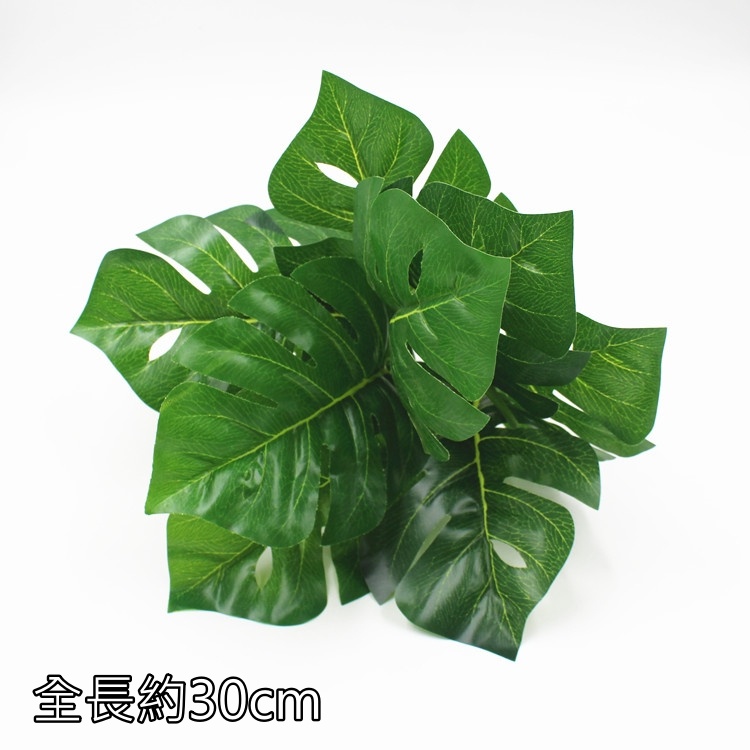 9頭龜背葉,🦊~賣場商品眾多，歡迎參觀選購~🦊
