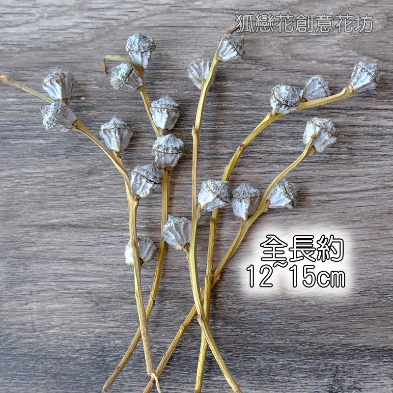 ❰銀色❱尤加利果枝(5枝),🦊~賣場商品眾多，歡迎參觀選購~🦊