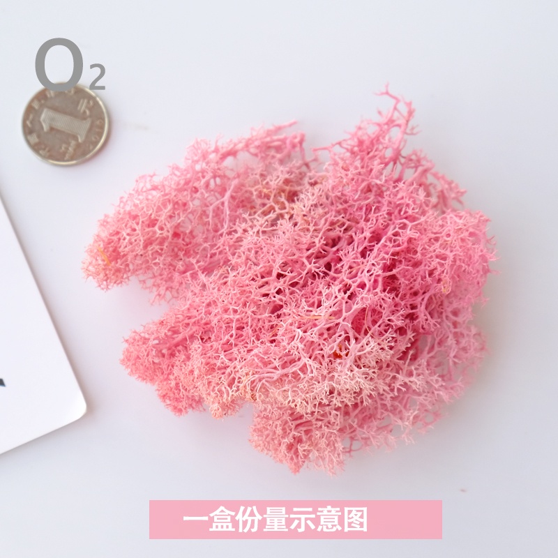 台灣現貨【永生苔蘚】永生苔癬蓬萊松多色可選 森系微景觀花環材料