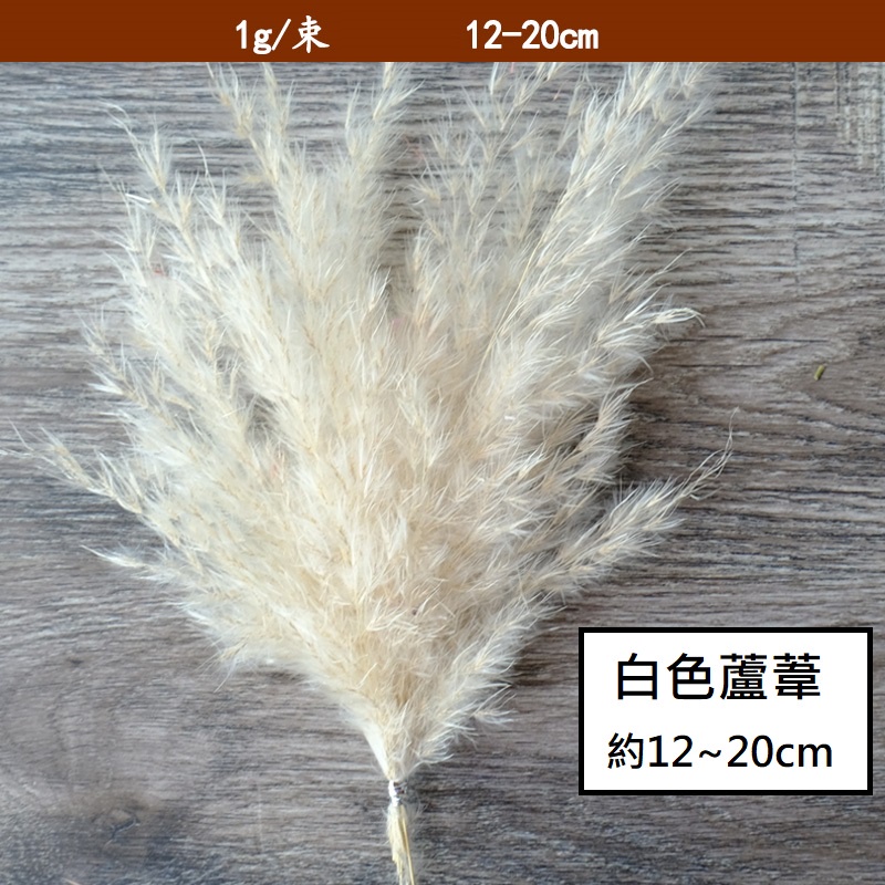 ❰白色❱ 永生蘆葦（1份）,🦊~賣場商品眾多，歡迎參觀選購~🦊