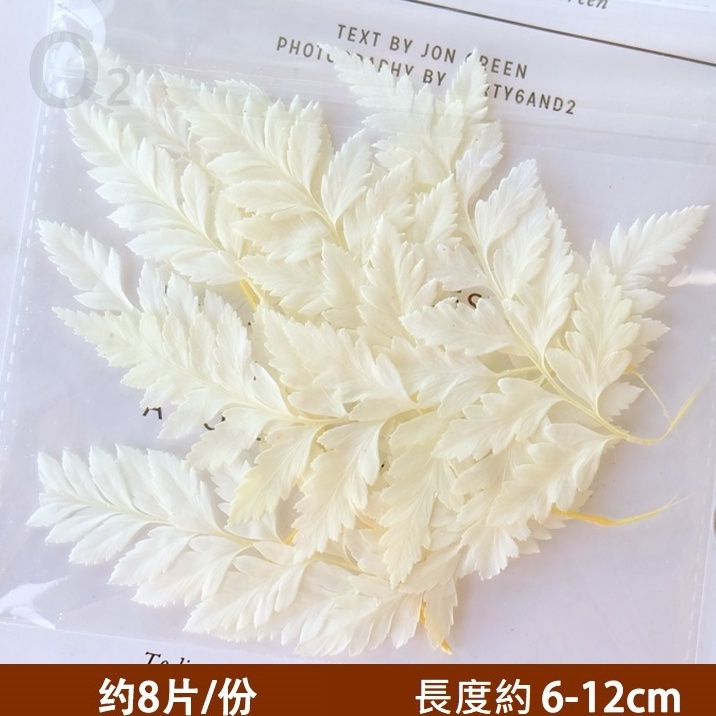❰白色❱ 永生高山羊齒（1份）,🦊~賣場商品眾多，歡迎參觀選購~🦊