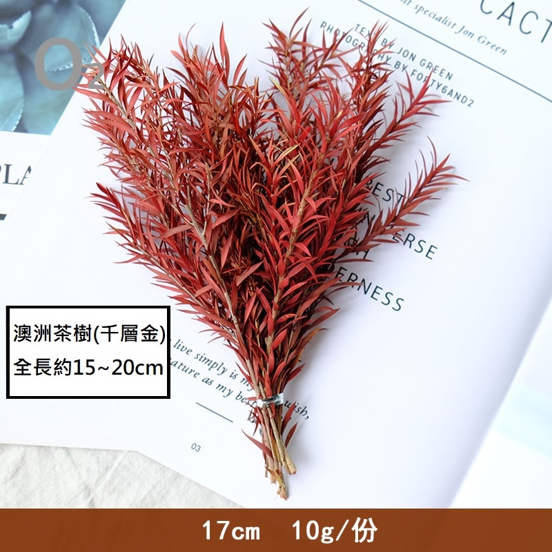 ❰紅色❱ 永生千層金／澳洲茶樹（1份）,🦊~賣場商品眾多，歡迎參觀選購~🦊
