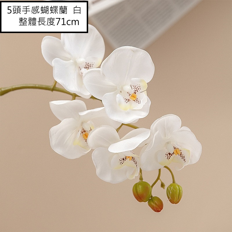 5頭手感蝴蝶蘭❰奶白❱,🦊~賣場商品眾多，歡迎參觀選購~🦊