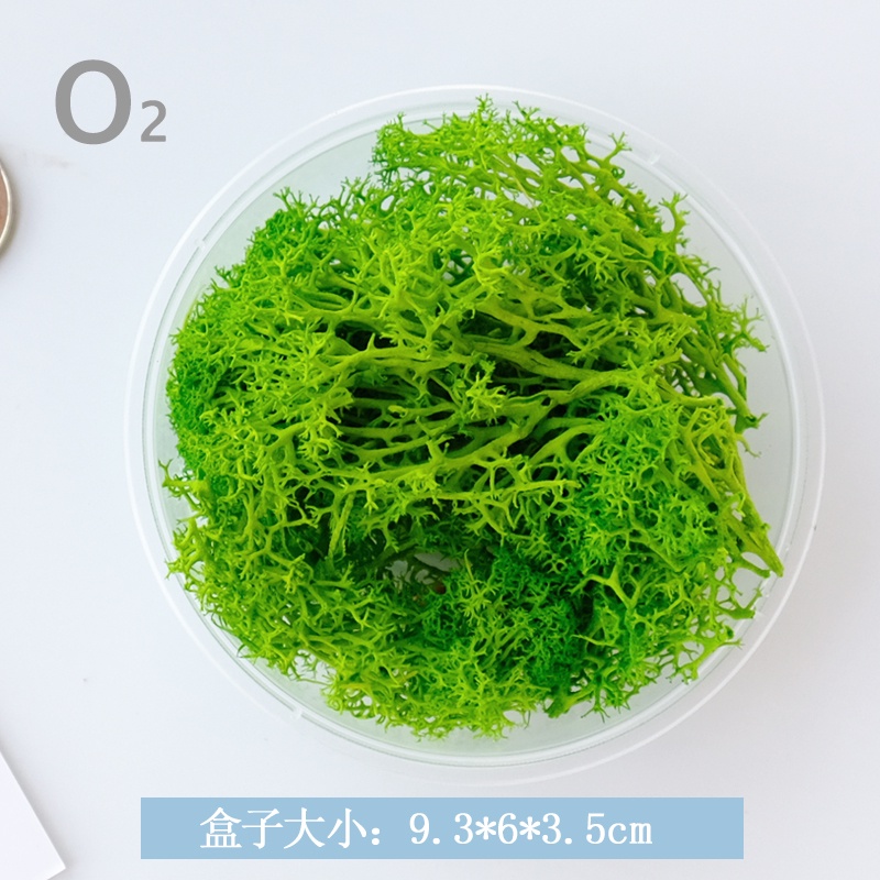 台灣現貨【永生苔蘚】永生苔癬蓬萊松多色可選 森系微景觀花環材料