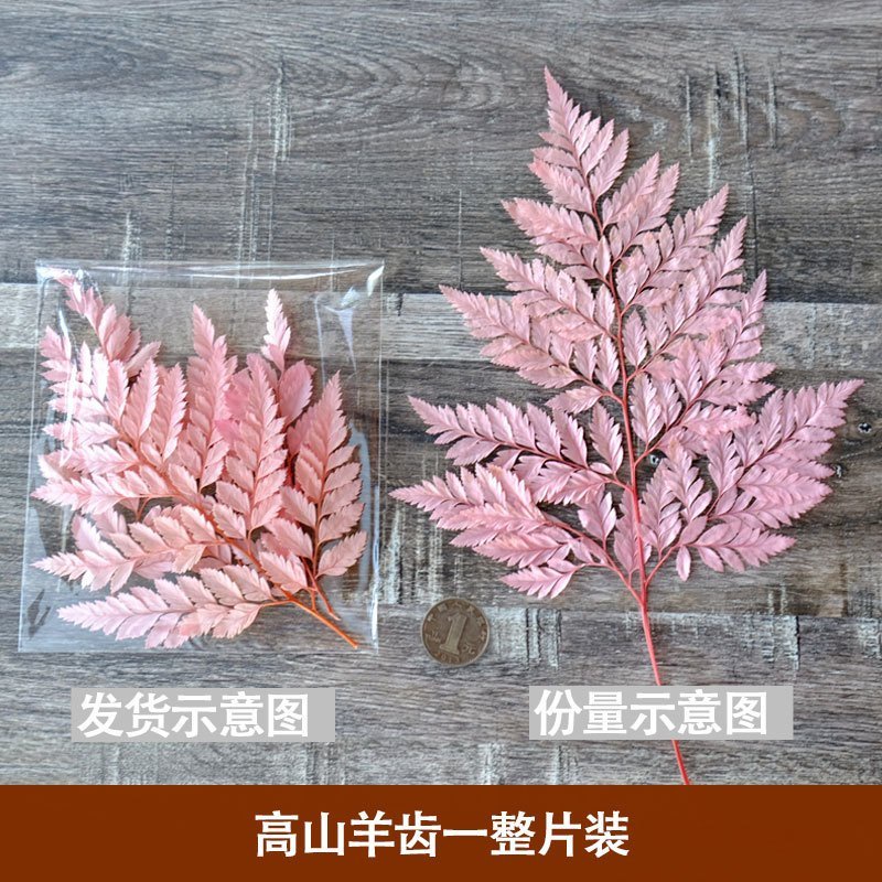❰粉色❱ 永生高山羊齒（1份）,🦊~賣場商品眾多，歡迎參觀選購~🦊