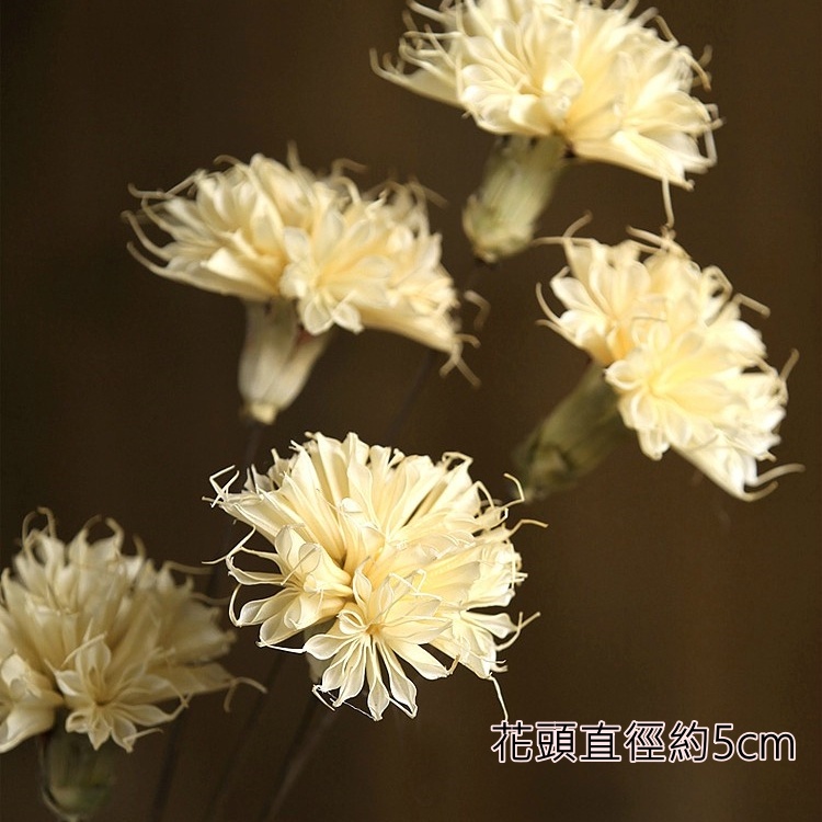 ❰淺黃❱康乃馨1朵,本頁面僅花頭不帶桿