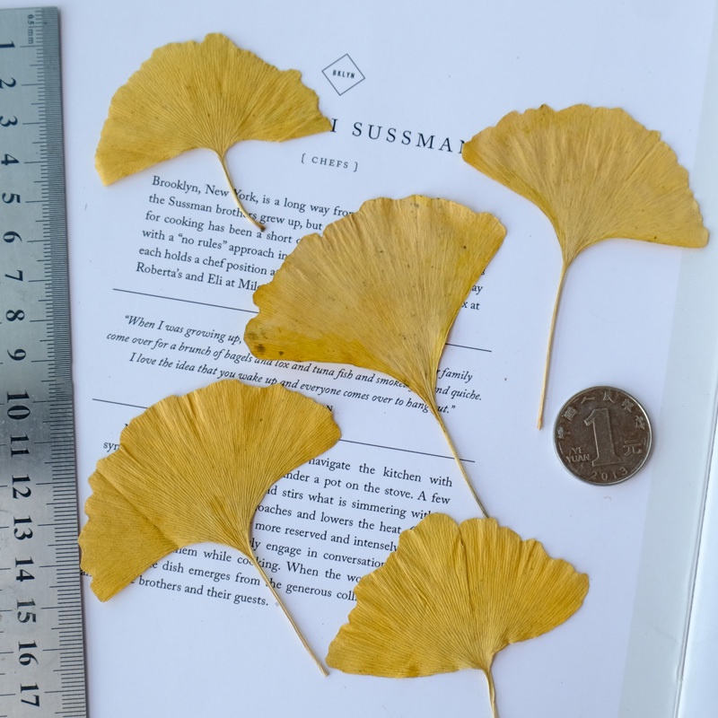 ❰黃❱銀杏葉(20片).些許黑點為正常現,🦊~賣場商品眾多，歡迎參觀選購~🦊