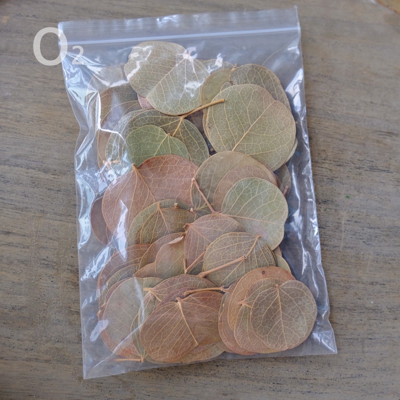 巴西小圓葉(10片),🦊~賣場商品眾多，歡迎參觀選購~🦊