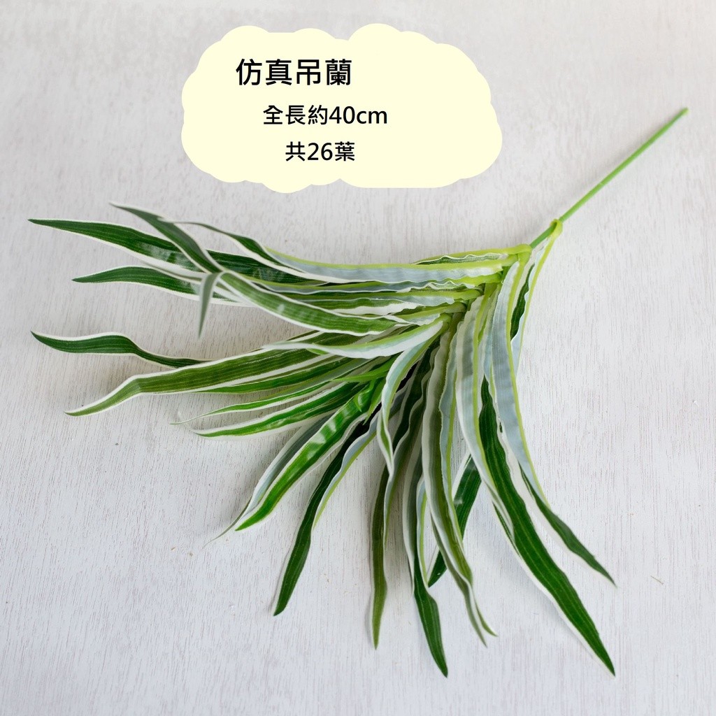 單枝｜吊蘭（白綠）,🦊~賣場商品眾多，歡迎參觀選購~🦊