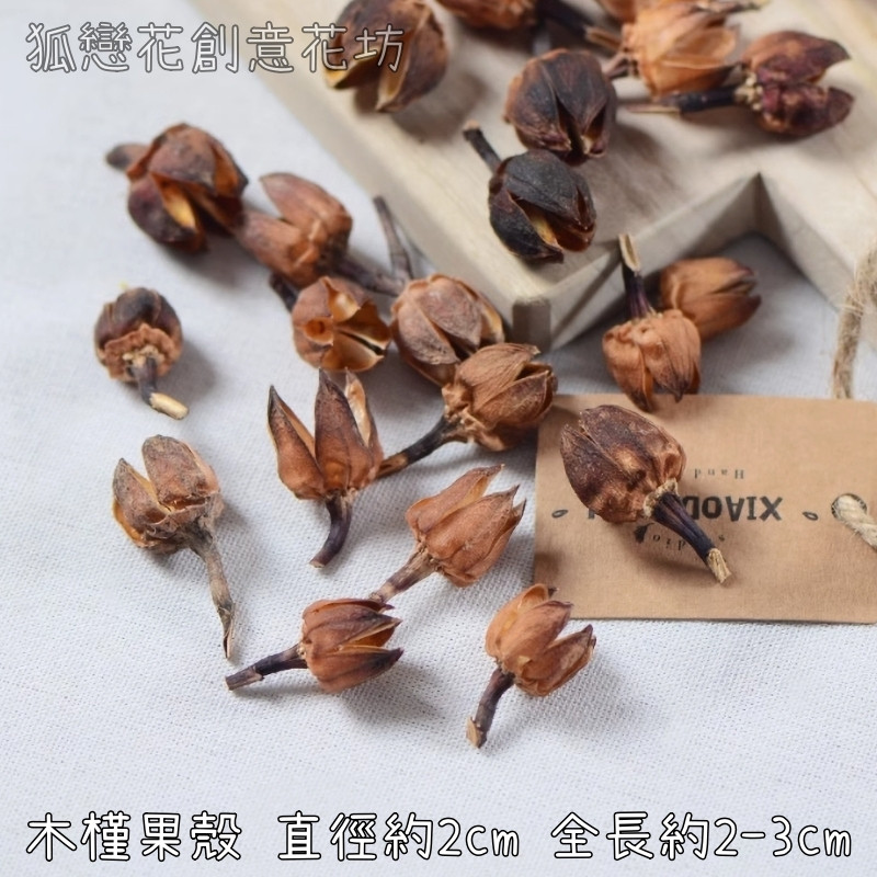 ❰原色❱木槿果殼(5個)