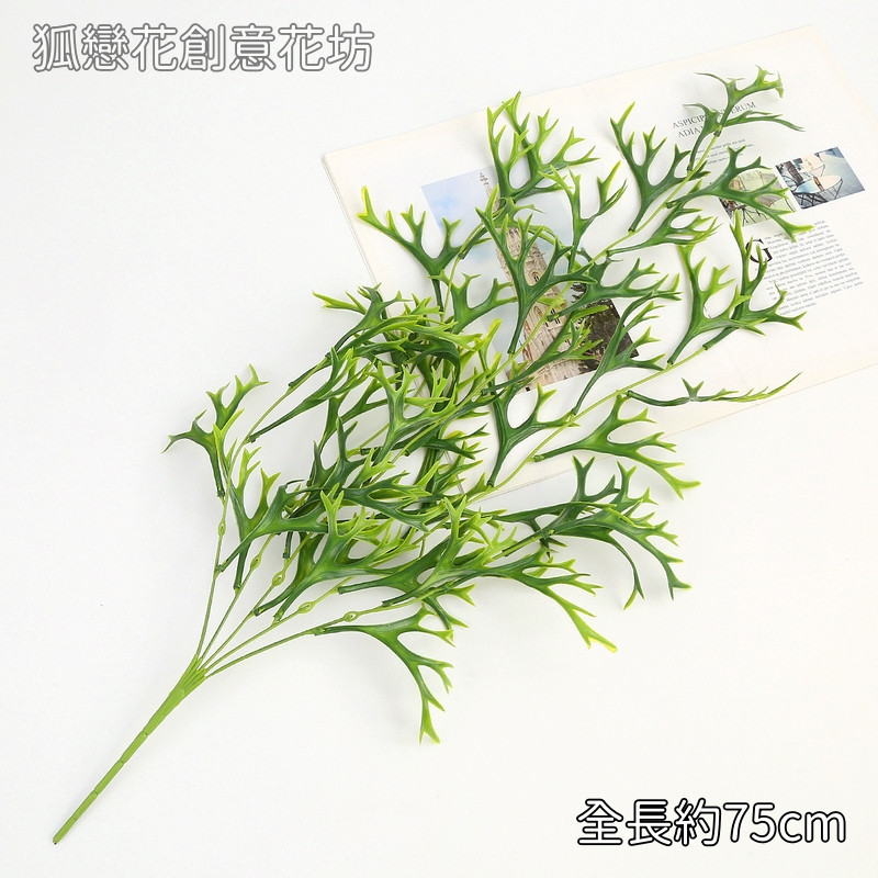 壁掛小鹿角蕨,價錢為1束的價格