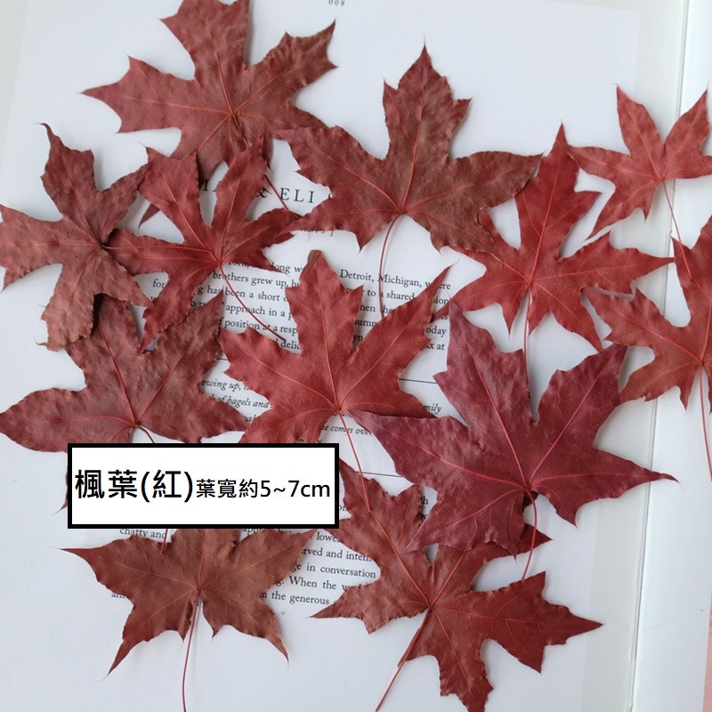 ❰紅❱楓葉(5片),🦊~賣場商品眾多，歡迎參觀選購~🦊