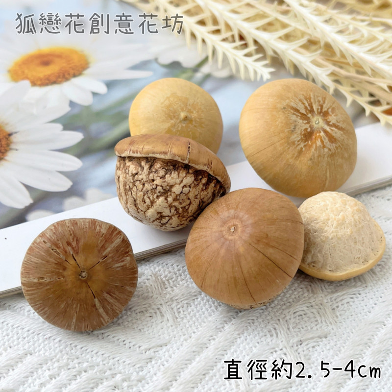 馬古栗/厚鱗柯(2顆),🦊~賣場商品眾多，歡迎參觀選購~🦊