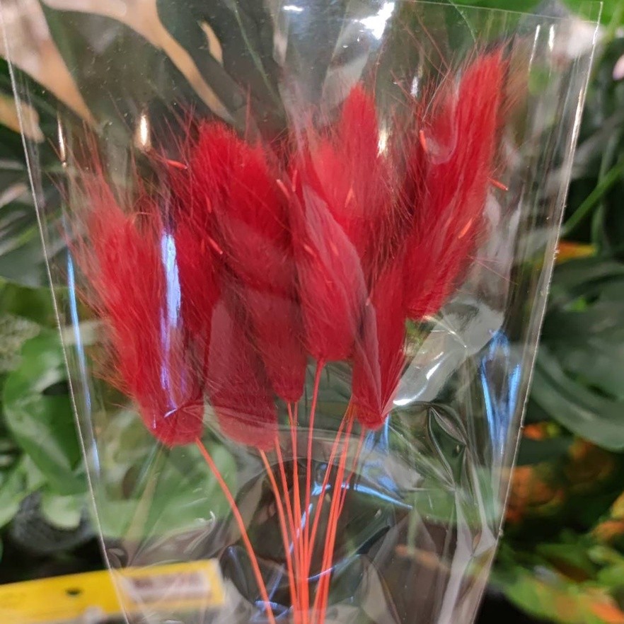 ❰紅❱兔尾草10枝,🦊~賣場商品眾多，歡迎參觀選購~🦊