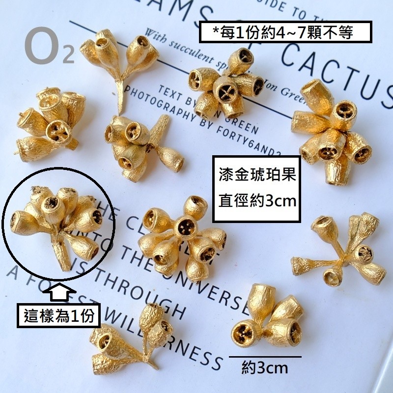 金色 琥珀果／鈴鐺果（約20顆）,🦊~賣場商品眾多，歡迎參觀選購~🦊