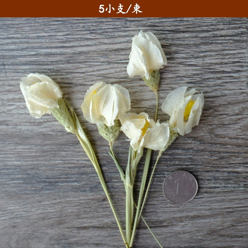 ❰白色❱燈籠果(1份),份量請以選項為主